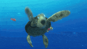 GIF by Disney