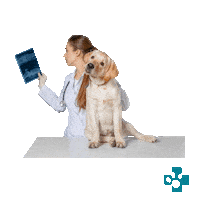 Hundeph Sticker by Europeanpetpharmacy