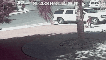 cat saw GIF