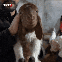 Aaaa Ne GIF by TRT