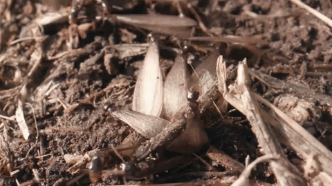 California Insects GIF by PBS Digital Studios