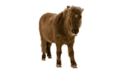 Horse Shake Sticker by TELUS