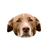 onthemarkbalancedtraining balanceddog balanceddogtraining balanced training balanced dog training Sticker