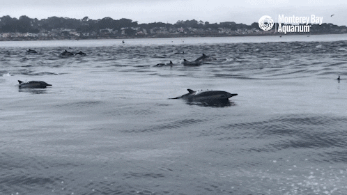 celebrate pacific ocean GIF by Monterey Bay Aquarium