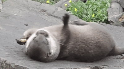 nuts otters GIF by Cheezburger