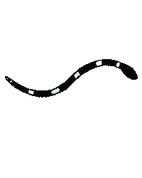 Dieghin wave move snake groove Sticker