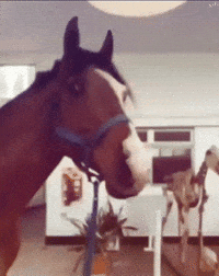 Scared Eyes GIF
