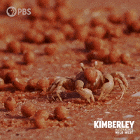Nom Nom Australia GIF by PBS