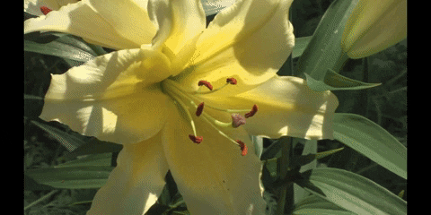 Flower Education GIF by DIIMSA Stock