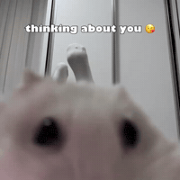 Valentines Day Hamster GIF by Respective
