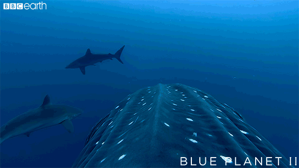 blue planet ocean GIF by BBC Earth