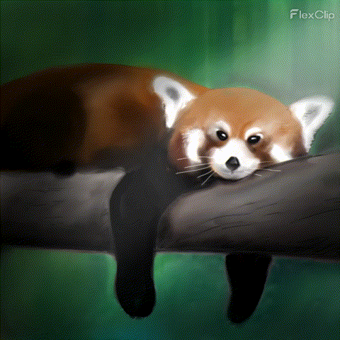 Sleepy Red Panda GIF