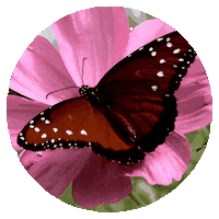 Flower Morning Sticker