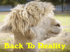 Youre Back Rise And Shine GIF by Sealed With A GIF