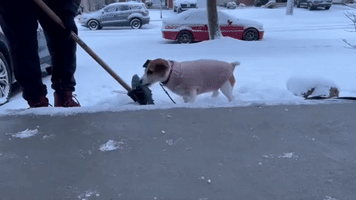 Playful Jack Russell Chomps at Snow Shovel