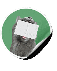 Cat Sticker Sticker