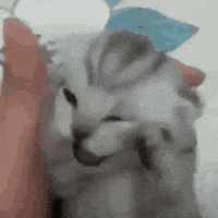 The Voices Cat GIF