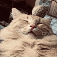 Sticking No Thank You GIF by realzygoatian