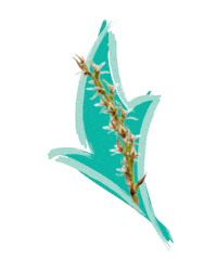 Endangered Species Australia Sticker by NSW Department of Planning, Industry and Environment