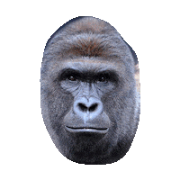 harambe GIF by imoji