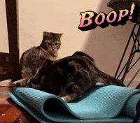 Youre It Kitty Cats GIF