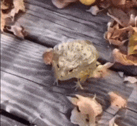 Ironleavesagenda frog laugh jump GIF