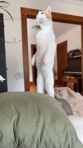 cuteanimalland giphyupload GIF