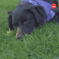Puppy