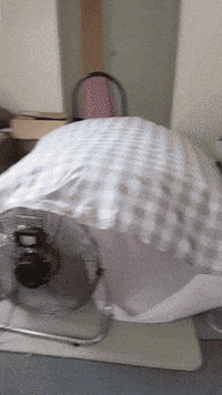 cat vs GIF