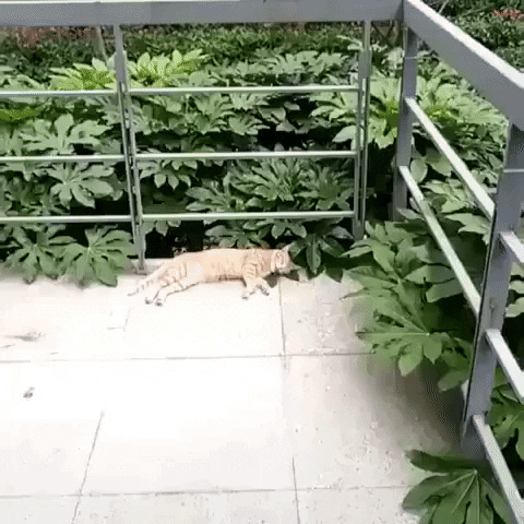 Cat Fails GIF by JustViral.Net