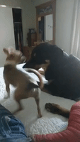 Playful Pup Gets Brilliantly Shut Down By Bigger Dog