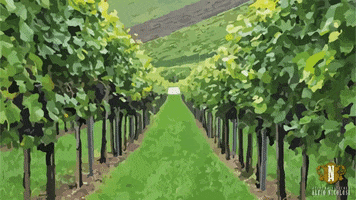 Wine Zoom GIF by Azienda Vinicola Nicolosi