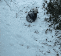 Snow Rolling GIF