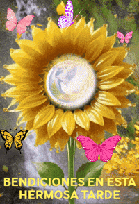 Flor Agua GIF by Murcianys LLC