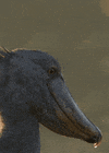 bird shoebill GIF by Head Like an Orange