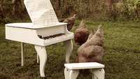 Musical Chicken Composes a Symphony