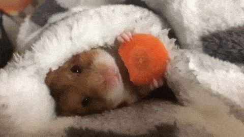 hamster GIF