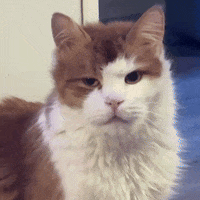 Wakeup Tired Cat GIF