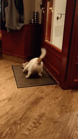cuteanimalland giphyupload GIF