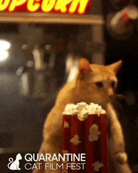 RowHousePGH cat cats adorable pets GIF