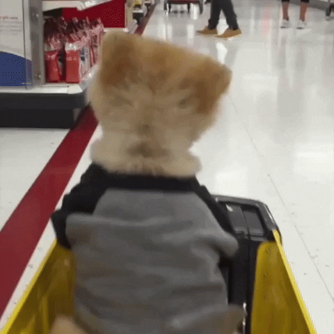 Dog Target GIF by Jiffpom