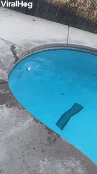 Aftermath Of Nikey The Cute Old Dog Falling Into The Pool GIF by ViralHog
