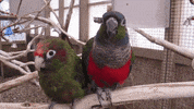 best friends love GIF by Best Friends Animal Society