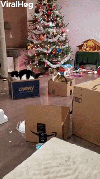 Kids Fun Way Of Transporting Cats Around The House GIF by ViralHog