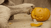 San Diego Zoo Eating GIF by San Diego Zoo Wildlife Alliance