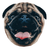 Heart Eyes Love Sticker by Morty The Pug