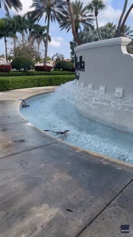 Only in Florida: Baby Gator Spotted Cooling Down in Fountain