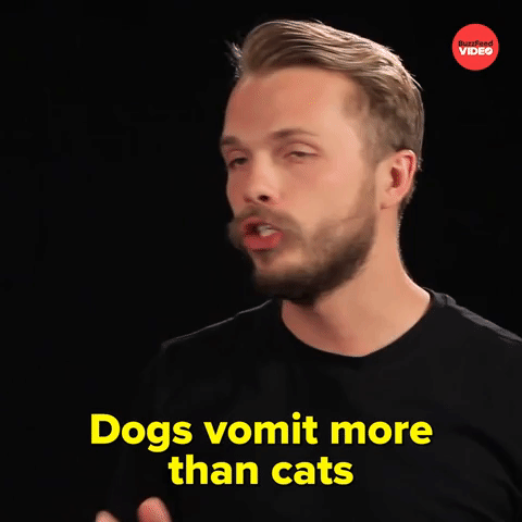 Dogs vomits more