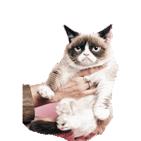 grumpy cat STICKER by imoji