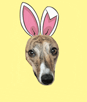 Dog Lol GIF by Macattack